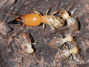 1 11074 termite backpack