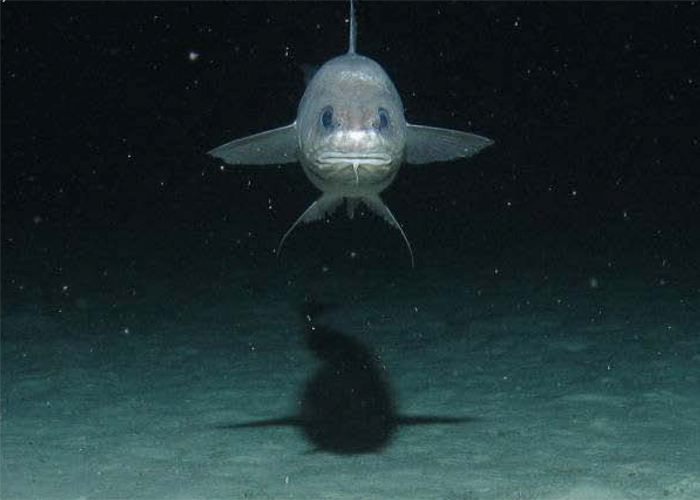 10 makhluk dasar laut yang sangat pelik dan dahsyat