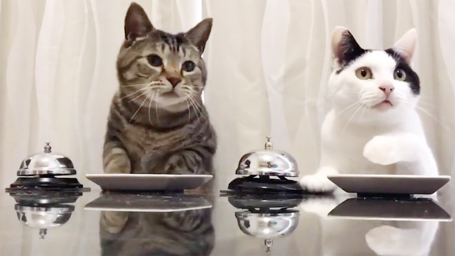 2 ekor kucing tekan loceng untuk memesan makanan