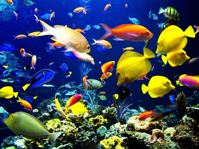 7 ikan paling cantik di dunia