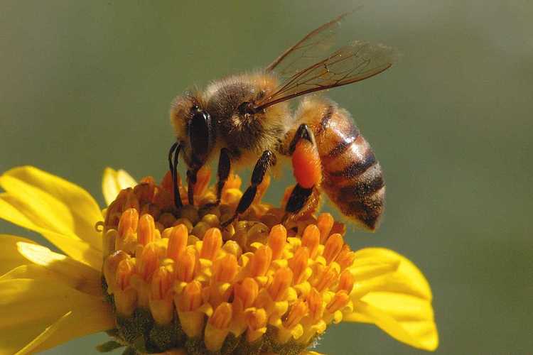 9 fakta menarik mengenai lebah madu haiwan paling sibuk di dunia 7