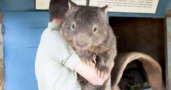 9 fakta menarik mengenai wombat 0