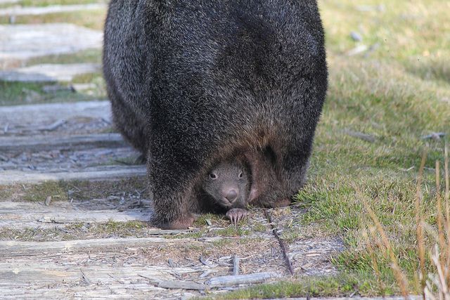9 fakta menarik mengenai wombat 2