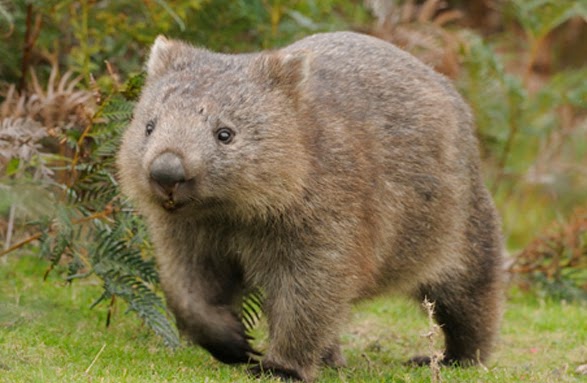 9 fakta menarik mengenai wombat 9