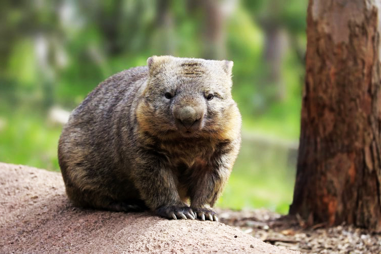 9 fakta menarik mengenai wombat