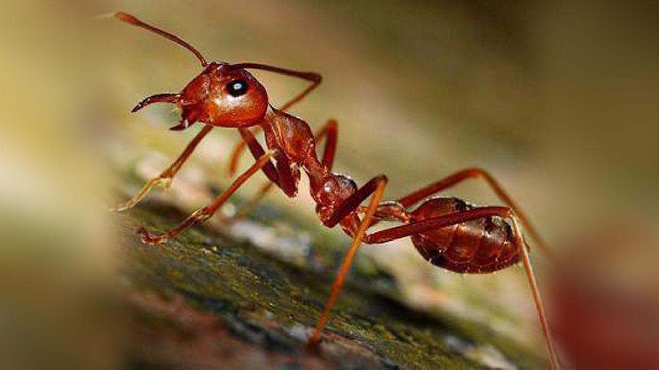 9 fakta menarik tentang semut yang sangat mengagumkan