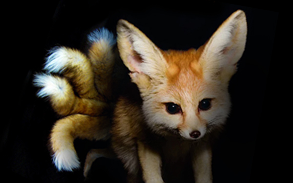 9 tail fox