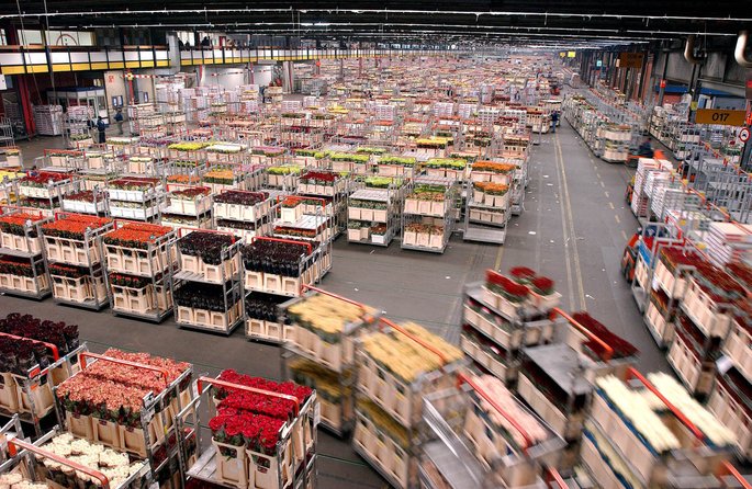 aalsmeer flower auction bangunan paling besar di dunia