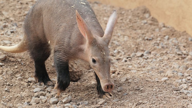 aardvark babi afrika