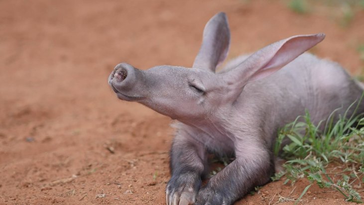 aardvark babi tanah