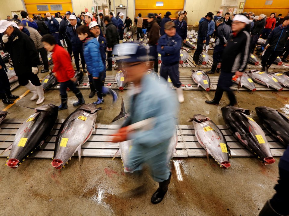 acara lelongan ikan tuna sirip biru paling terkenal di pasar tsukiji
