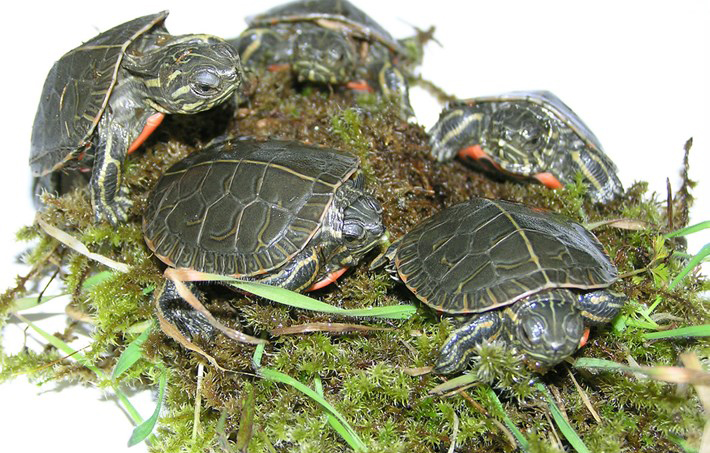 anak kura kura painted turtle boleh hidup membeku