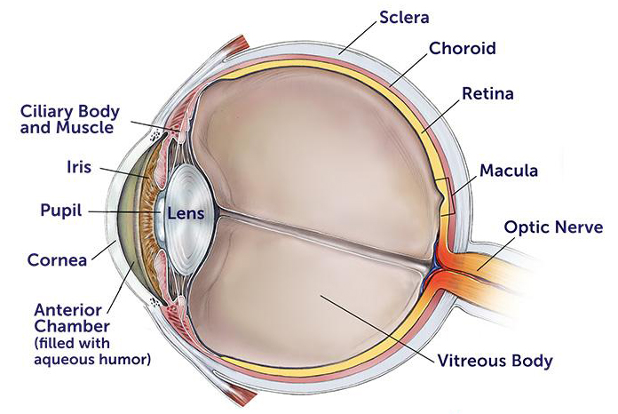 anatomy of the eye 345