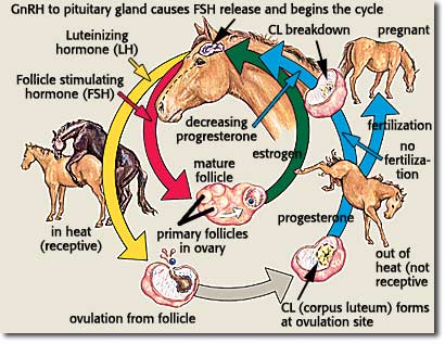 animals sexual cycles