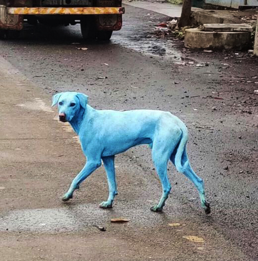 anjing biru 853