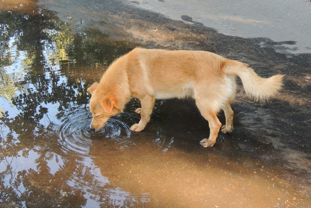 anjing minum air tercemar sebar wabak