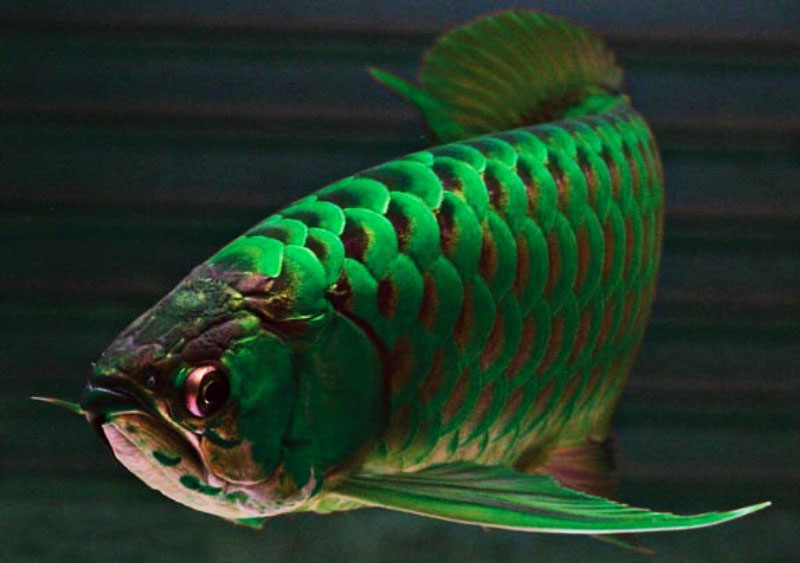 arowana nami hijau ikan tropika paling mahal di dunia 2