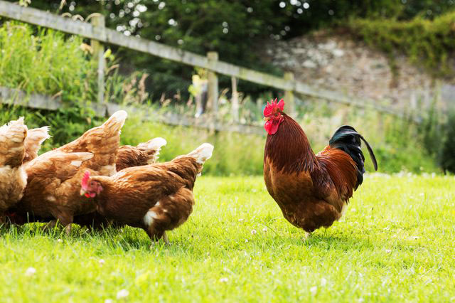 balung mampu menunjukkan tahap kesihatan ayam