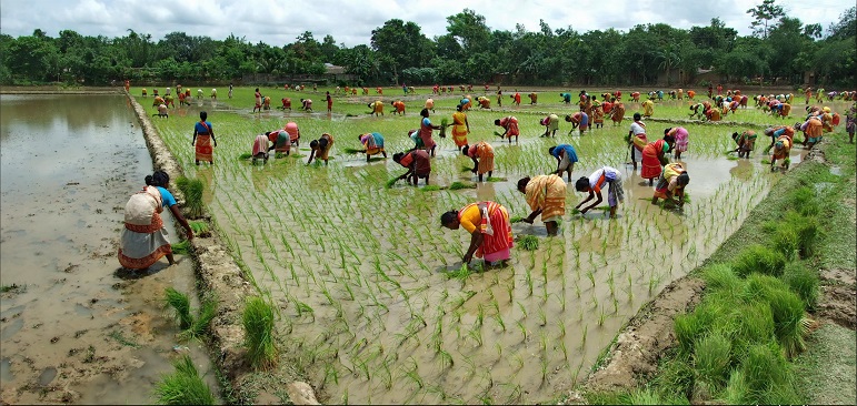 bangladesh 10 negara pengeluar beras terbesar di dunia
