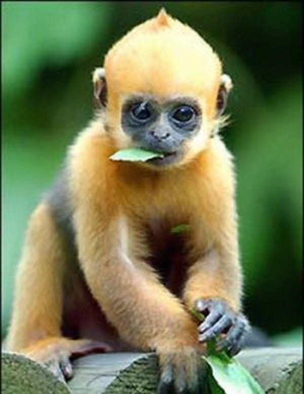 bayi monyet spesies golden langur