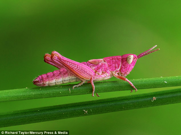 belalang pink