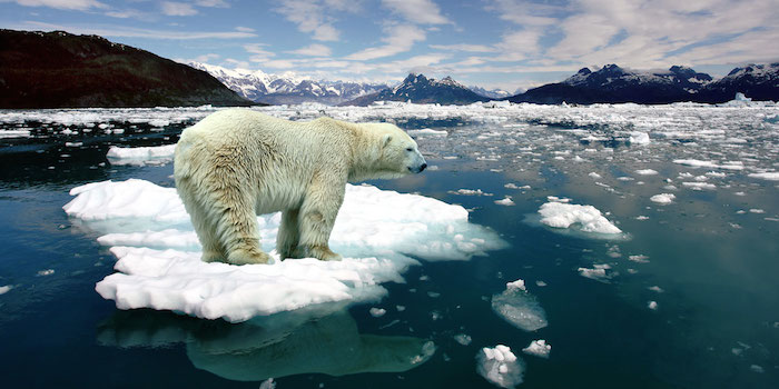 beruang kutub diancam kepupusan