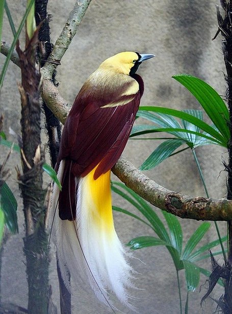 bird of paradise bali 47