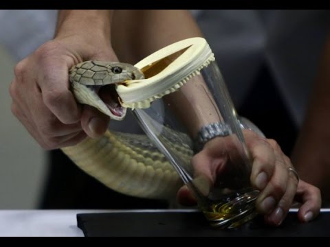 bisa king cobra cecair paling mahal di dunia