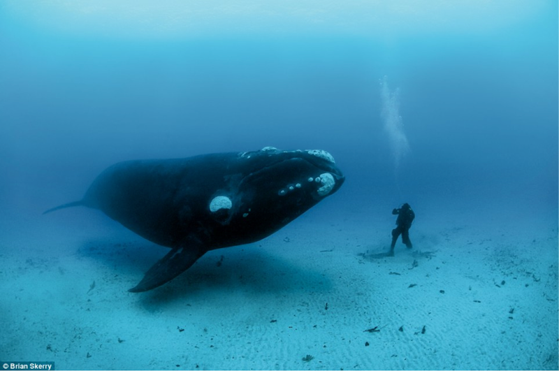 bowhead whale makhluk paling lama hidup