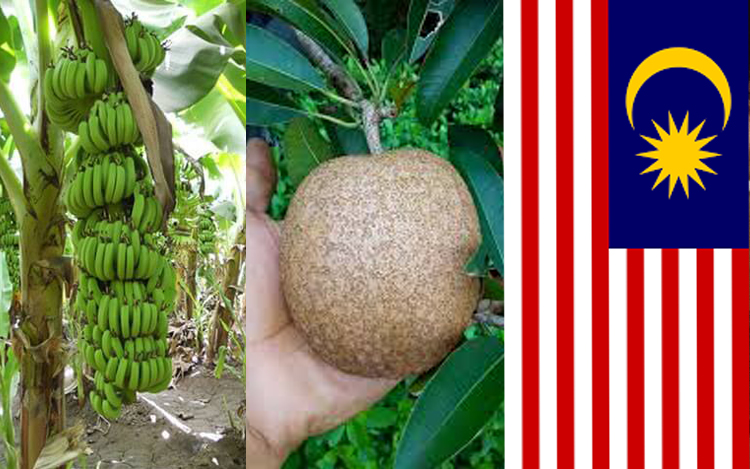 buah buahan hibrid ciptaan malaysia