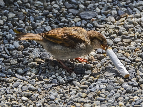 burung makan puntung rokok