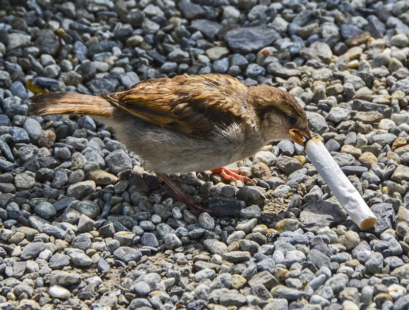 burung mengambil putung rokok