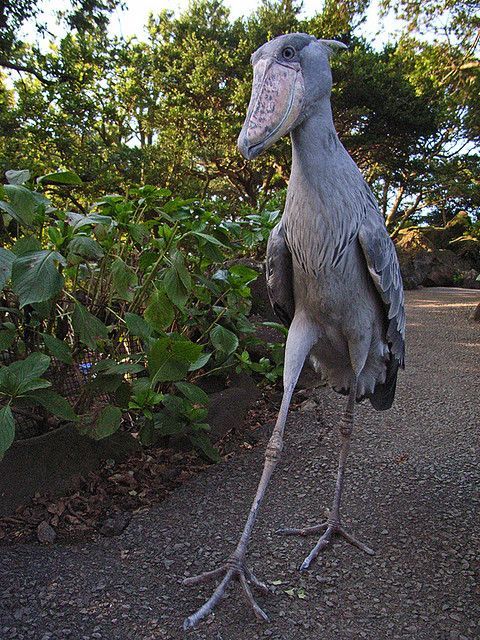 burung paling menakutkan di dunia shoebill stork