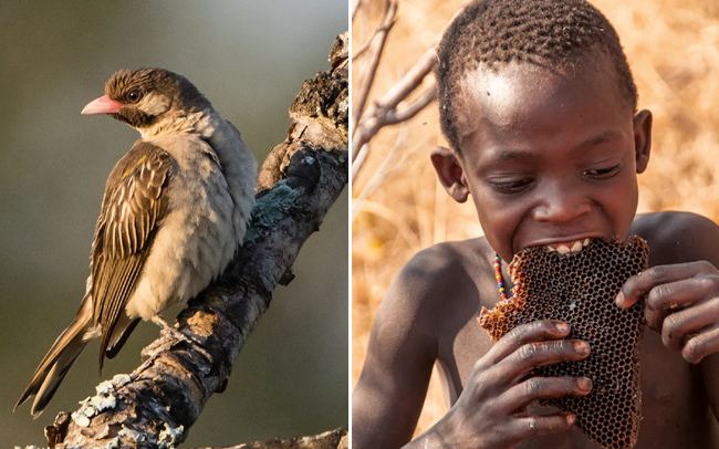 burung pembantu pencari madu di afrika
