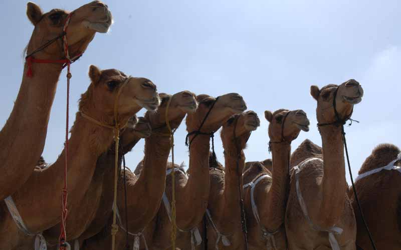 camel 3 820