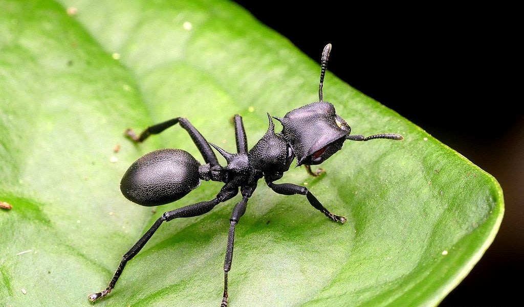 cepholates atratus semut terbang