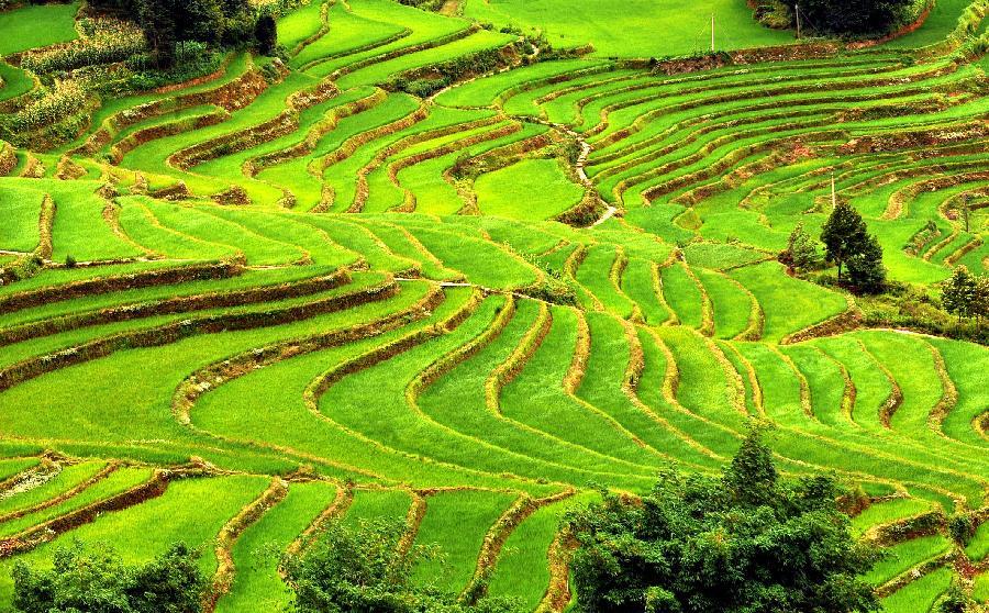 china 10 negara pengeluar beras terbesar di dunia