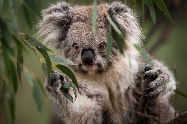 chlamydia menjangkiti koala