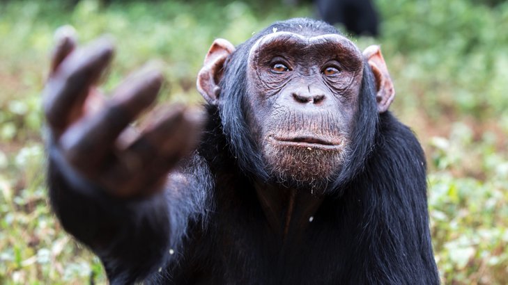 cimpanzi main osom gunting batu kertas 2
