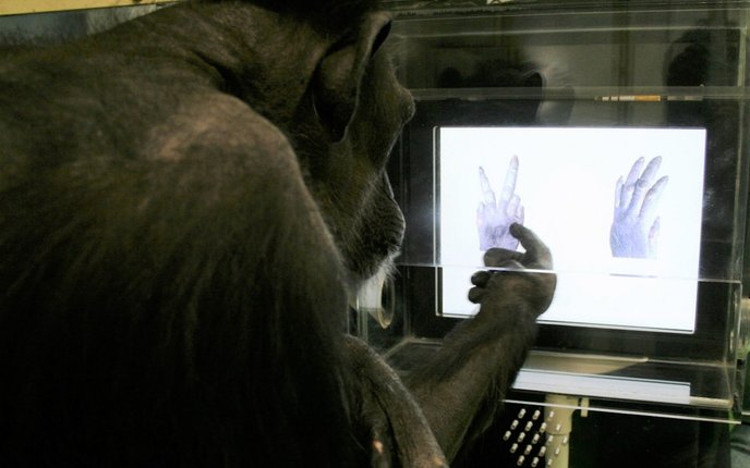 cimpanzi main osom gunting batu kertas