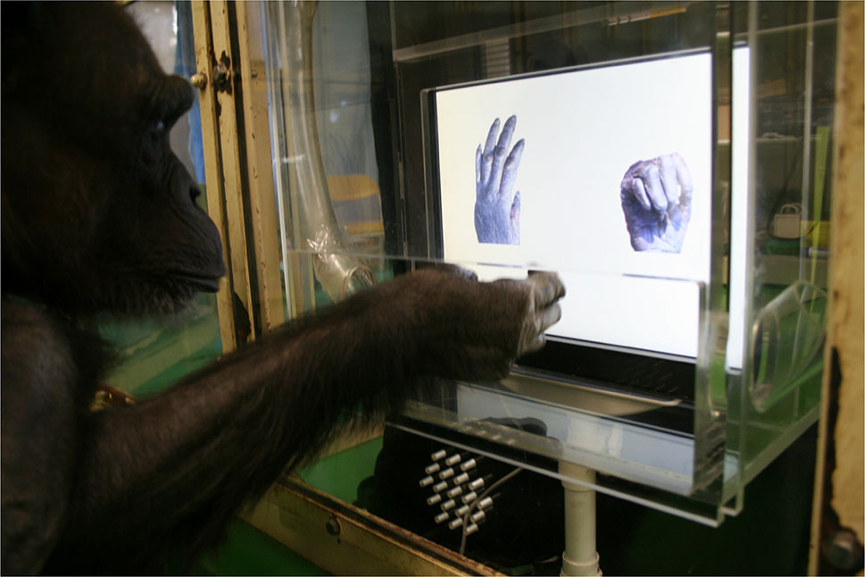 cimpanzi main osom