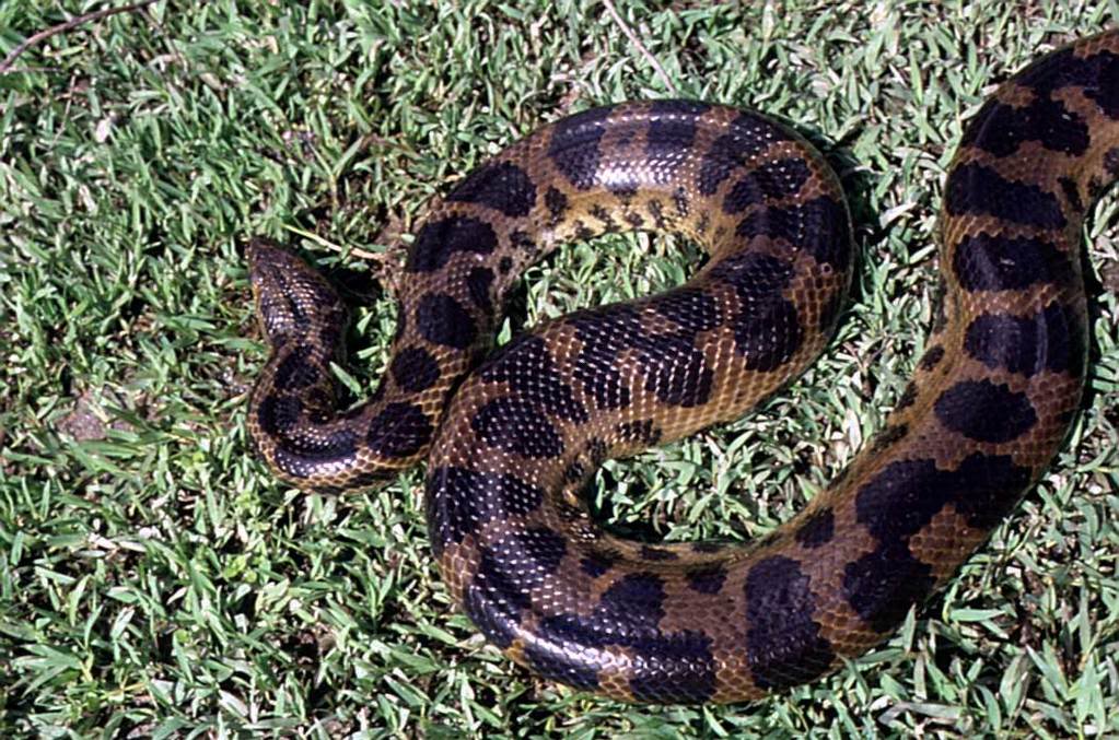 dark spotted anaconda