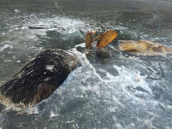 dua ekor moose mati sejuk beku sedang bertarung