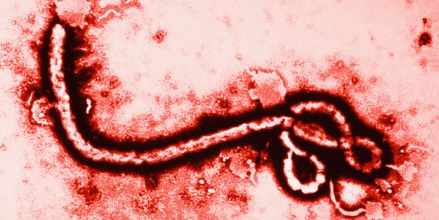 ebola 203