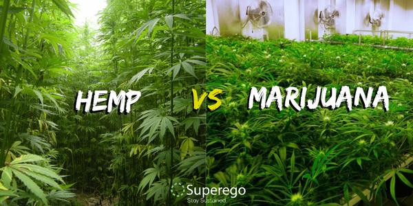 fakta mengenai marijuana vs hemp