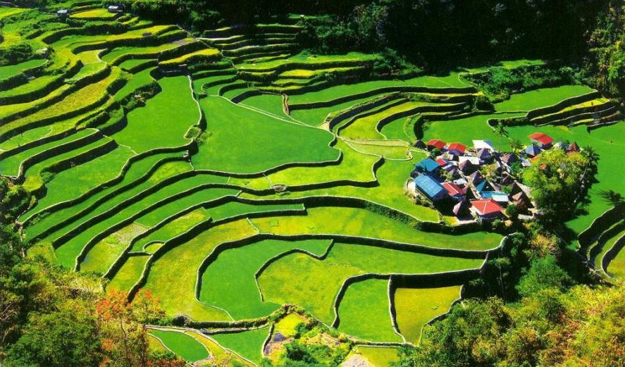 filipina 10 negara pengeluar beras terbesar di dunia