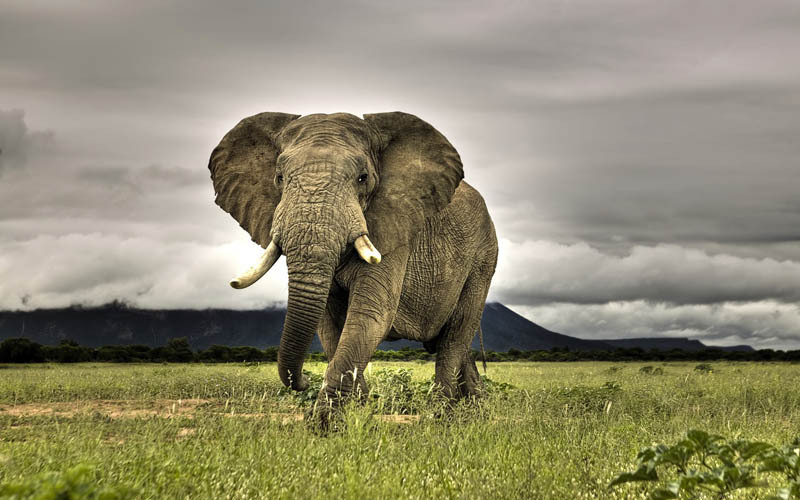 gajah belukar afrika haiwan paling besar di dunia