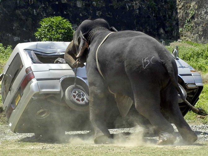 gajah pijak pemandu lori hingga parah bakal dipindahkan ke pusat konservasi