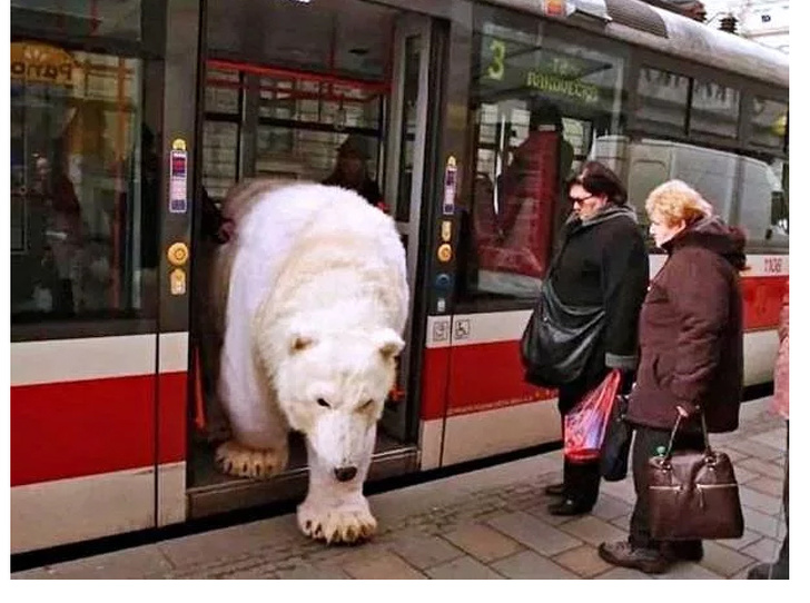 gambar beruang turun dari tram di rusia