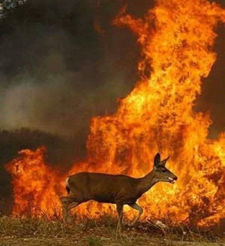 gambar sekitar kebakaran hutan di australia 2